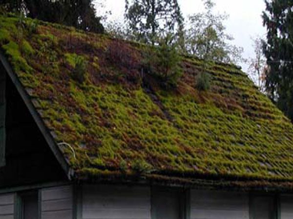 Roof infested with moss