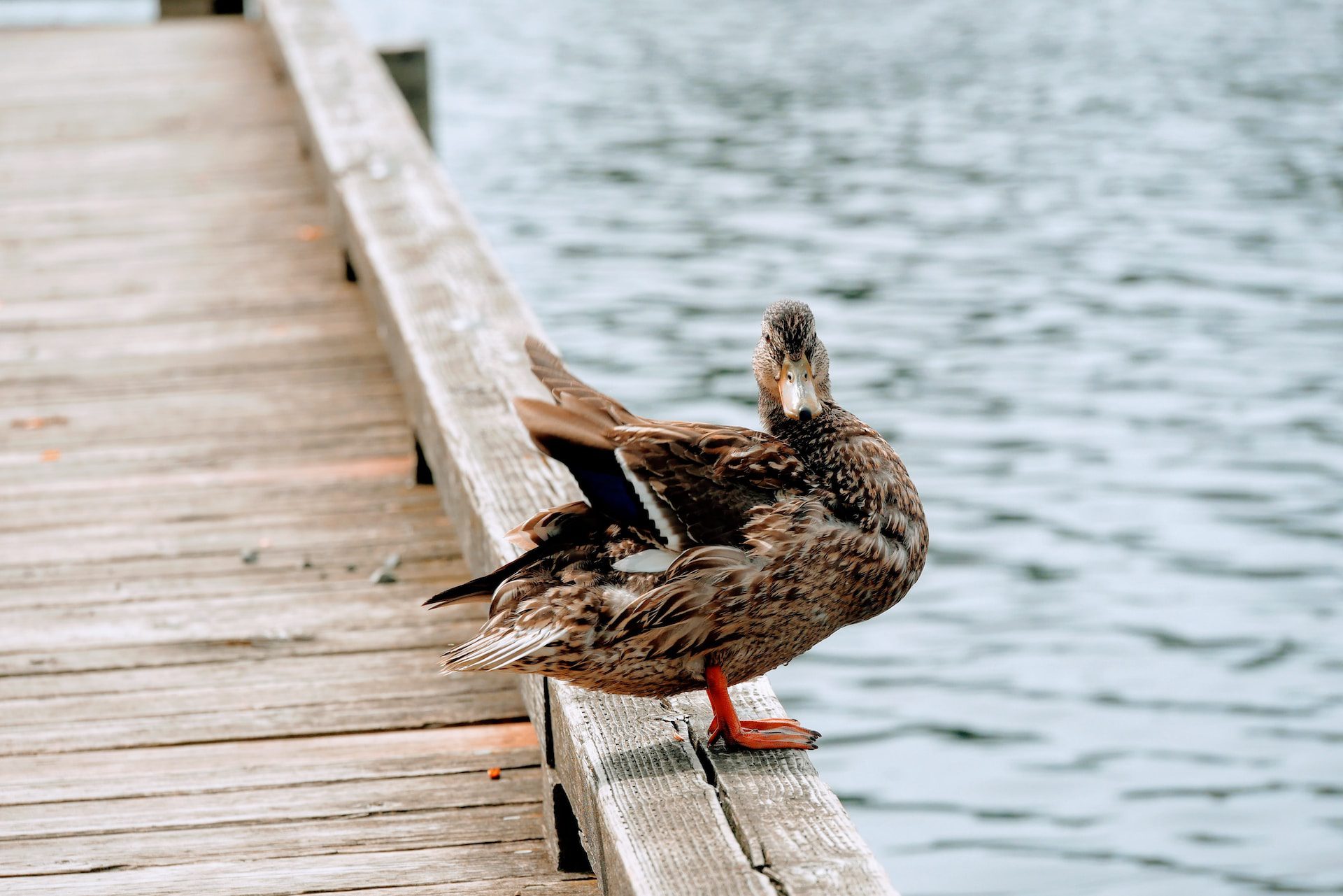 close up of duck on dock near Cottage Lake in Woodinvile, WA